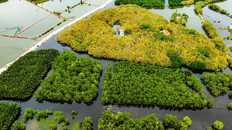 The Rú Chá Mangrove Forest in the Leaf-Shedding Season