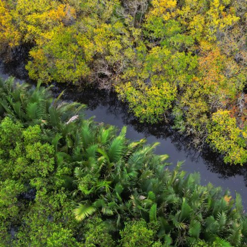 Rú Chá Mùa Thay Lá